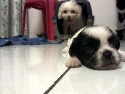 B/bw Mixed Shih Tzu Puppies - Shih Tzu + Silky Terrier Dog