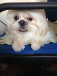 Patrik - Shih Tzu Dog