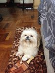 Patrik - Shih Tzu Dog