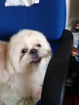 Patrik - Shih Tzu Dog