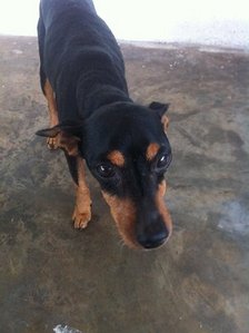 Happy - Mixed Breed Dog