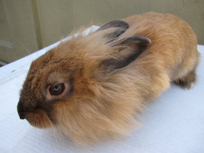 Rum &amp; Raisin - Lionhead Rabbit