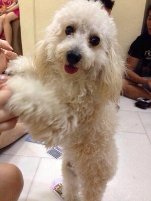 Bibi - Poodle Dog