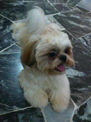 Chocolate - Shih Tzu Dog