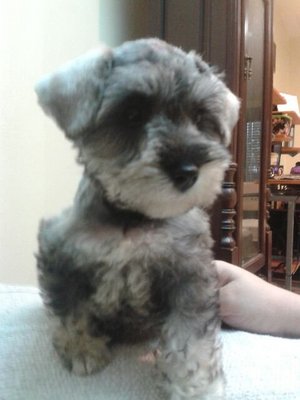 Miniature Schnauzer - Small And Nic - Schnauzer Dog