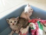 Kittens For Adoption - Domestic Medium Hair Cat