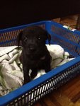 She learn to climb on the basket for safety!