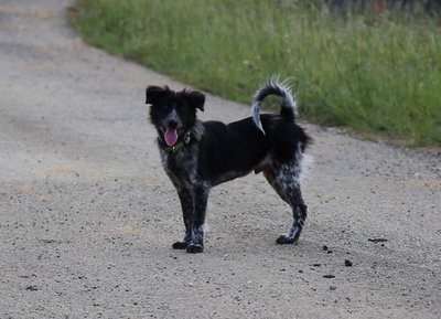 Akira - Border Collie + Australian Cattle Dog/Blue Heeler Dog