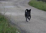 Akira - Border Collie + Australian Cattle Dog/Blue Heeler Dog