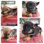 Female Pup - Mixed Breed Dog