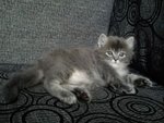 Millie Everhart - Domestic Long Hair Cat