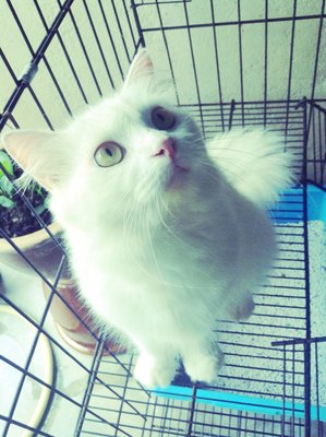 Leo - Ragdoll + Persian Cat