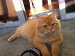 Sunbathing at Balcony