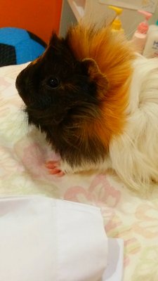 Chucky - Guinea Pig Small & Furry