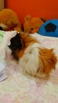 Chucky - Guinea Pig Small & Furry