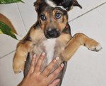 Magic - Mixed Breed Dog