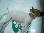 I'm starbucks dog