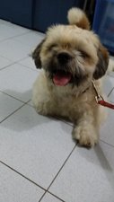 PF53516 - Shih Tzu Dog