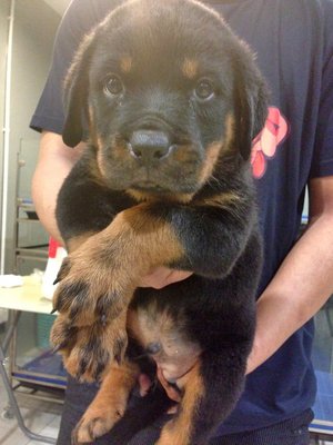 Rottweiler - Super Huge Bone  - Rottweiler Dog