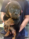 Rottweiler - Super Huge Bone  - Rottweiler Dog