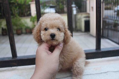 Tiny Poodle Puppies - Poodle Dog