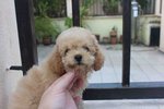 Tiny Poodle Puppies - Poodle Dog