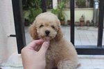 Tiny Poodle Puppies - Poodle Dog