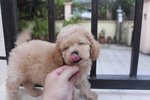 Tiny Poodle Puppies - Poodle Dog