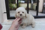 Tiny Poodle Puppies - Poodle Dog