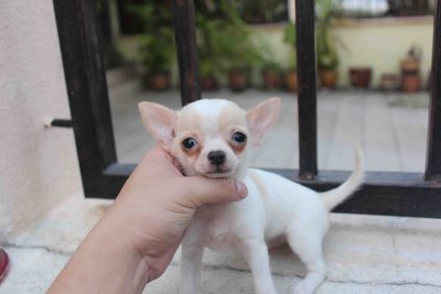 Smooth Coat Chihuahua Puppies - Chihuahua Dog