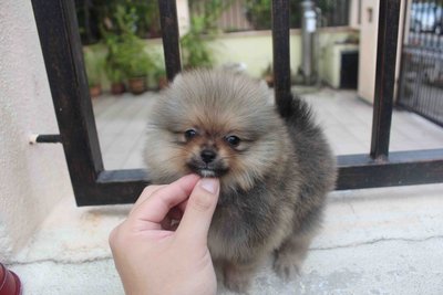 Tiny Orange Sable Pomeranian - Pomeranian Dog