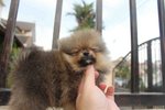 Tiny Orange Sable Pomeranian - Pomeranian Dog