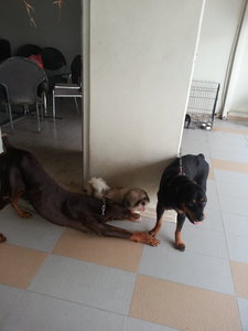 Doberman/rote Puppies - Doberman Pinscher + Rottweiler Dog