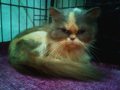 Lolly - Persian Cat