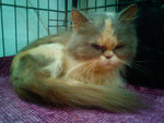 Lolly - Persian Cat