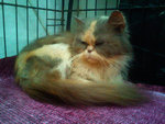 Lolly - Persian Cat