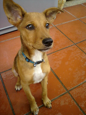 Chester - Mixed Breed Dog