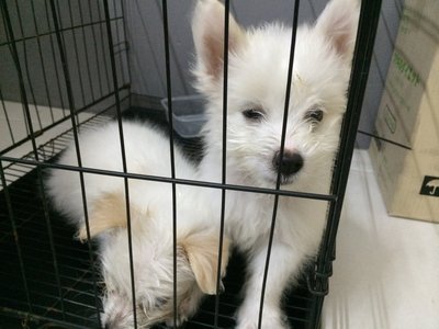 West Highland White Terrier Puppies - West Highland White Terrier Westie Dog