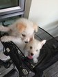 West Highland White Terrier Puppies - West Highland White Terrier Westie Dog