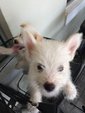 West Highland White Terrier Puppies - West Highland White Terrier Westie Dog