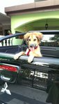 Puppy - Mixed Breed Dog