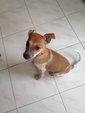 Molly - Mixed Breed Dog