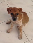 Molly - Mixed Breed Dog