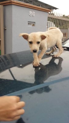 Creamy - Mixed Breed Dog