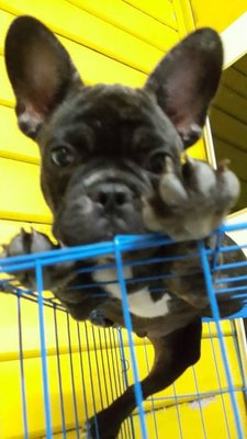 French Bull Dog - French Bulldog Dog