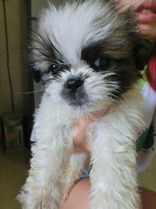 Shih Tzu - Shih Tzu Dog