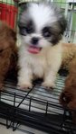 Shih Tzu - Shih Tzu Dog