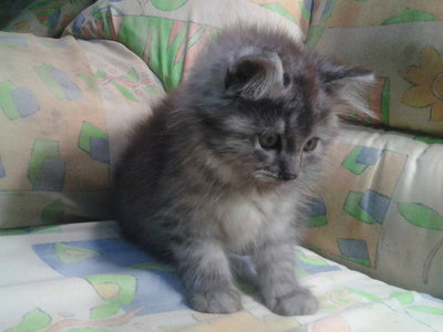 Comot - Siberian Cat