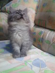 Comot - Siberian Cat