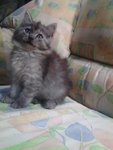 Comot - Siberian Cat